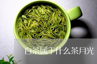 白茶属于什么茶月光/2023072305128