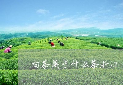 白茶属于什么茶浙江/2023072325379