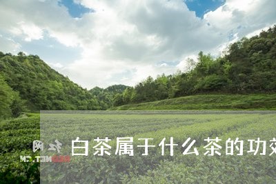 白茶属于什么茶的功效与作用/2023052993916