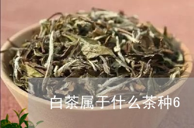 白茶属于什么茶种6/2023071363726