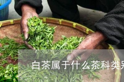 白茶属于什么茶科类别的茶/2023110650693