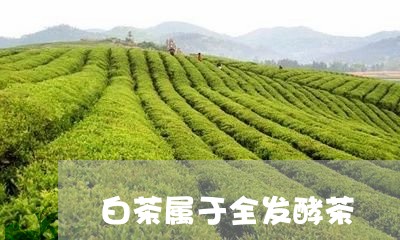 白茶属于全发酵茶/2023080286937