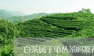 白茶属于单丛茶吗推荐/2023111544829