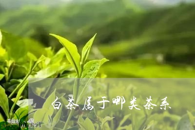 白茶属于哪类茶系/2023080222483