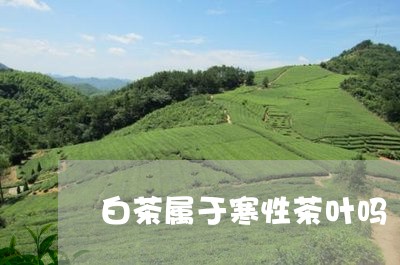 白茶属于寒性茶叶吗/2023072387271