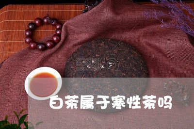 白茶属于寒性茶吗/2023080280594