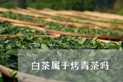 白茶属于烤青茶吗/2023080253803