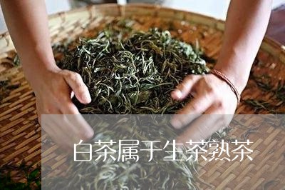 白茶属于生茶熟茶/2023080275168