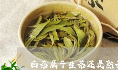 白茶属于生茶还是熟茶的一种吗/2023111415280