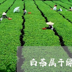 白茶属于绿茶红茶还是绿茶/2023110665960