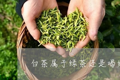 白茶属于绿茶还是喝红茶好/2023110633814