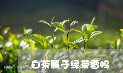 白茶属于绿茶雷吗/2023080283937