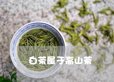 白茶属于高山茶/2023060484260