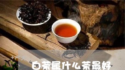 白茶属什么茶最好/2023080221682