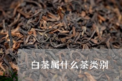 白茶属什么茶类别/2023080270694