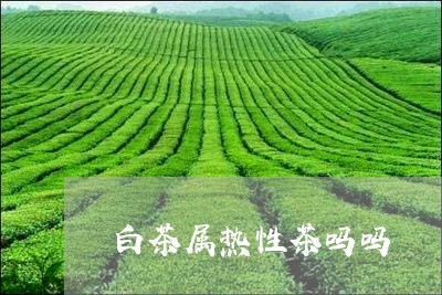 白茶属热性茶吗吗/2023080226149