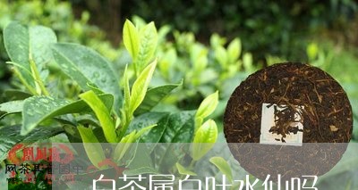 白茶属白叶水仙吗/2023080268493