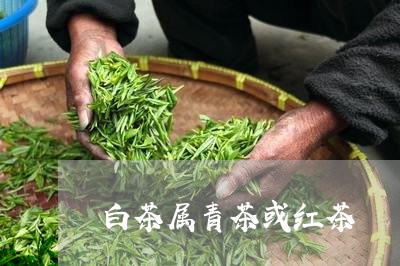 白茶属青茶或红茶/2023080226359