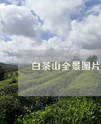 白茶山全景图片欣赏/2023072377494