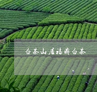 白茶山居福鼎白茶/2023111665259