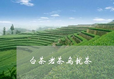 白茶岩茶乌龙茶/2023060496139