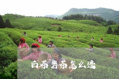 白茶岩茶怎么选/2023060416359