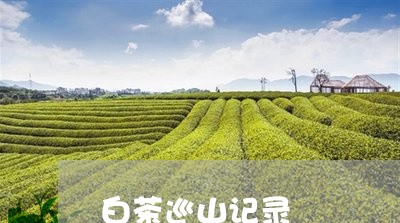 白茶巡山记录/2023051984160