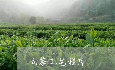 白茶工艺程序/2023051961794