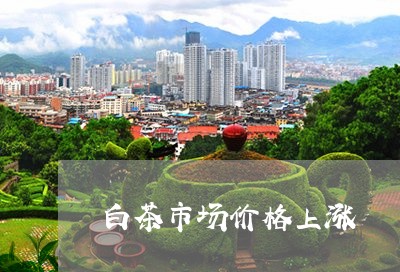 白茶市场价格上涨/2023080286050