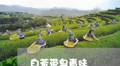 白茶带臭青味/2023051959372