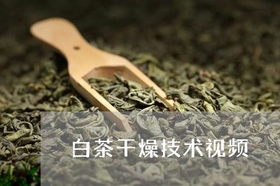 白茶干燥技术视频/2023080264928