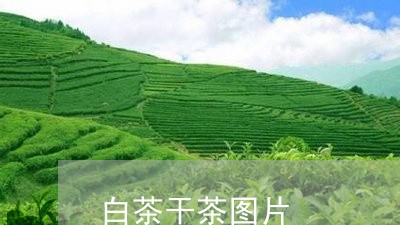 白茶干茶图片/2023051909613