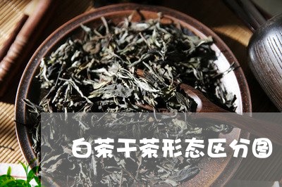 白茶干茶形态区分图/2023072342816