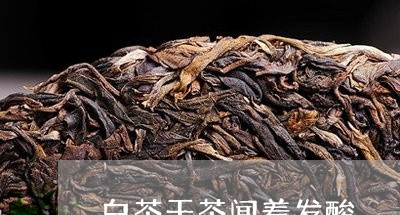 白茶干茶闻着发酸/2023080236172