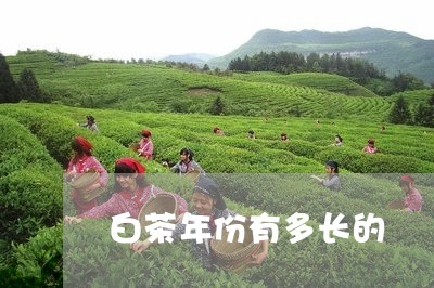 白茶年份有多长的/2023080207483