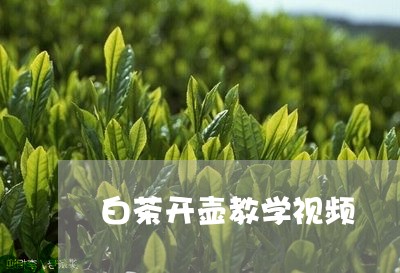 白茶开壶教学视频/2023080252714