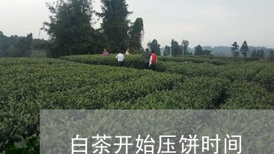 白茶开始压饼时间/2023080241412