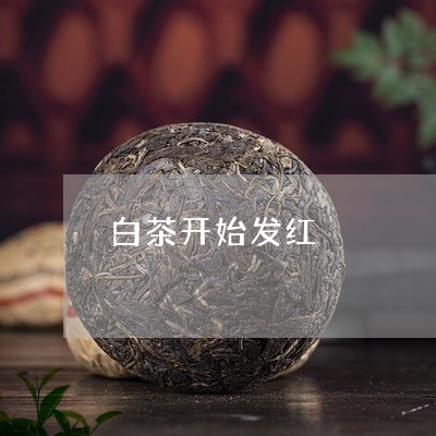 白茶开始发红/2023051951803