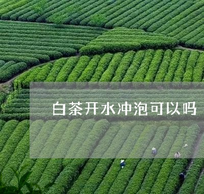 白茶开水冲泡可以吗/2023072391803