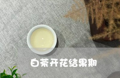 白茶开花结果期/2023060447350