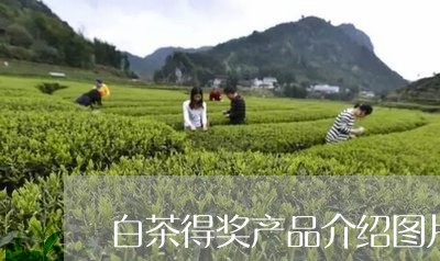 白茶得奖产品介绍图片/2023100145370