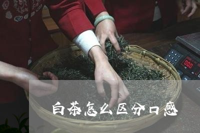 白茶怎么区分口感/2023080101906