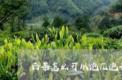 白茶怎么可以泡几泡茶/2023100593805