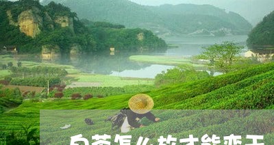 白茶怎么放才能变干/2023072331704