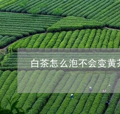 白茶怎么泡不会变黄茶/2023100525149