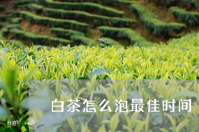 白茶怎么泡最佳时间/2023072351616