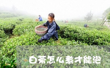 白茶怎么煮才能泡/2023080147694