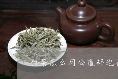 白茶怎么用公道杯泡茶/2023100517381