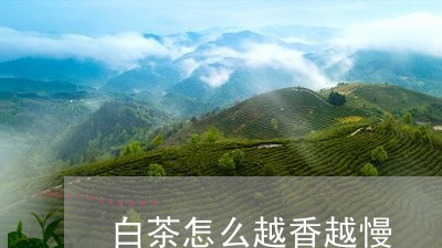 白茶怎么越香越慢/2023080134260