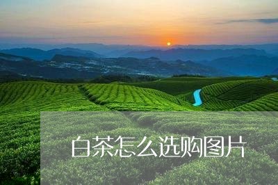 白茶怎么选购图片/2023080186270